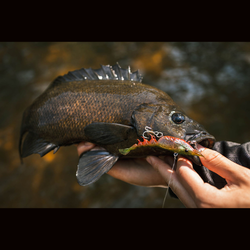 Berkley® Shimma Shrimp - Image 2
